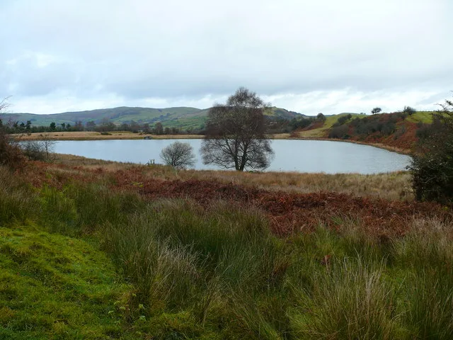 Llyn Gwyn, a still lowland fishing lake near Rhayader, seen across rough grassland and bracken with a lone tree on the far bank.
