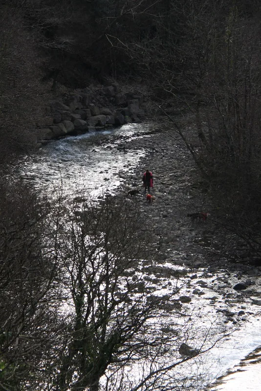 A rocky river winding through a wooded valley with a walker and dogs on the shingle bank.