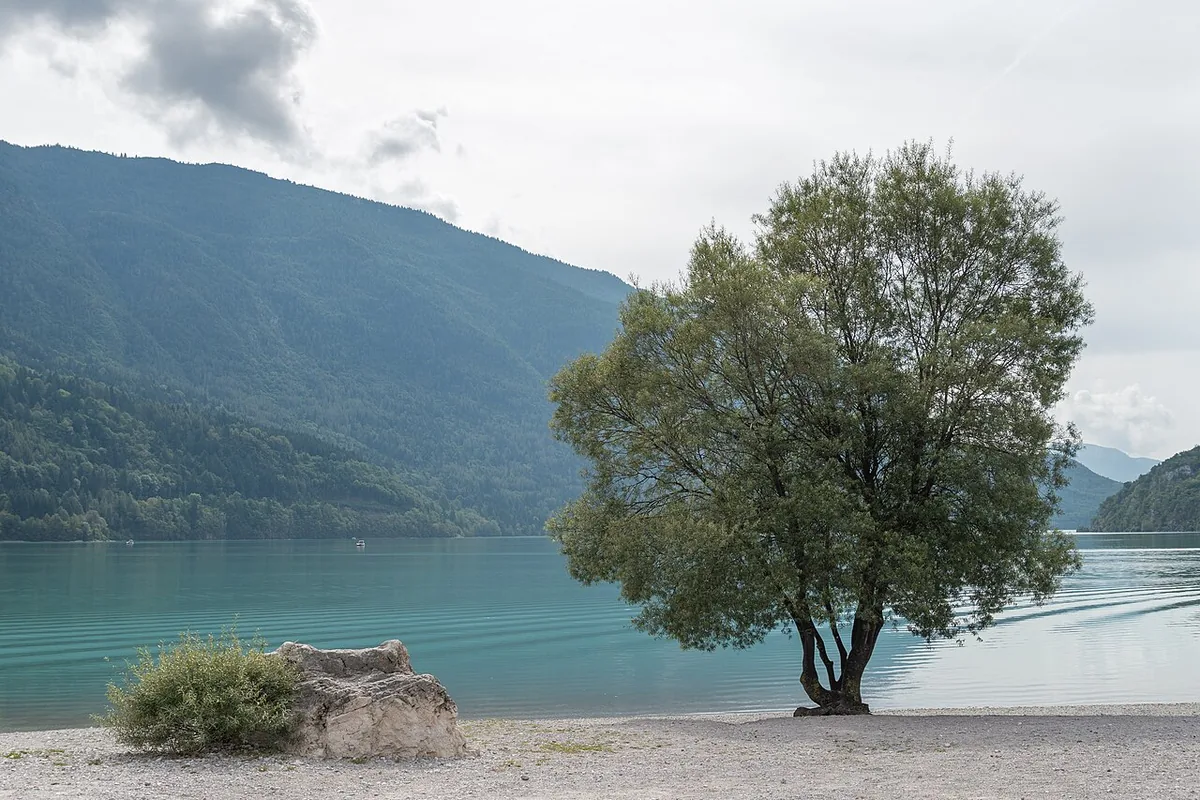 Turquoise water of Lake Molveno with a lakeside tree and Dolomite foothills
