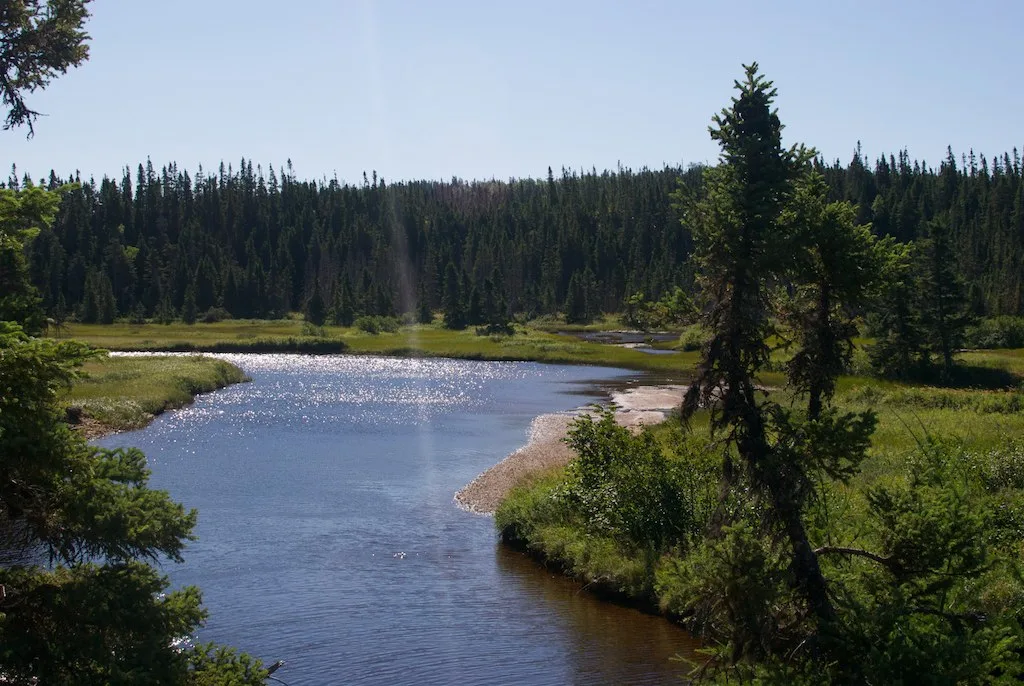 A calm river bordered by grassy banks and spruce forest in Terra Nova National Park, Newfoundland, Canada.