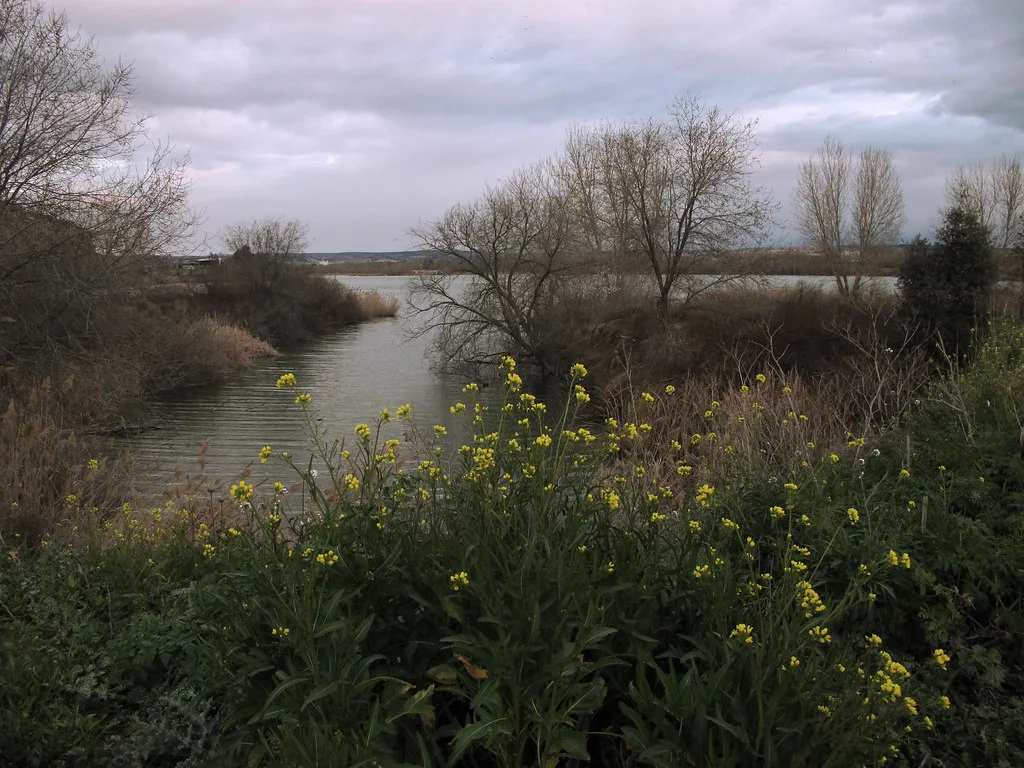 Laguna de Campillo / Campillo Lagoon — LA LAGUNA EL CAMPILLO - Rivas (Madrid)