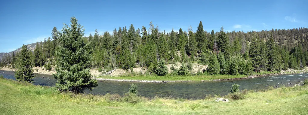 A wide, clear bend of the Gallatin River lined with pine trees and mountains in Montana.