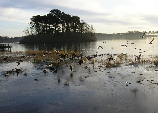 Monikie Reservoir with calm open water, part of Monikie Country Park near Dundee.