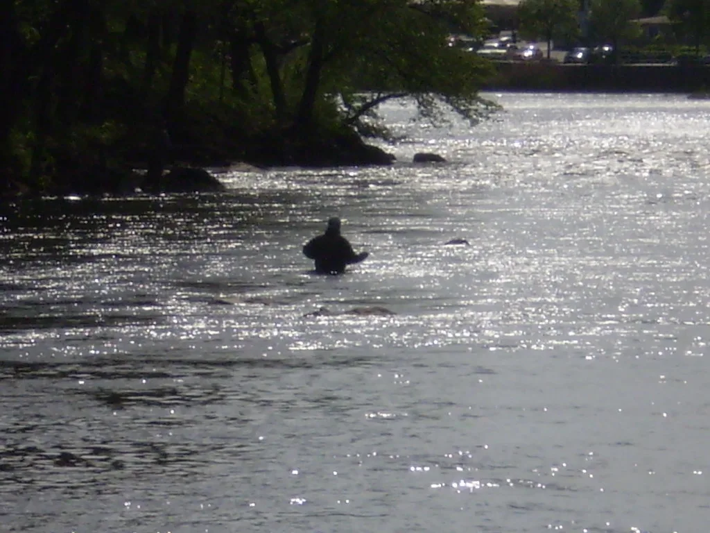 A silhouetted angler wading waist-deep in a wide, sunlit river beneath overhanging trees.