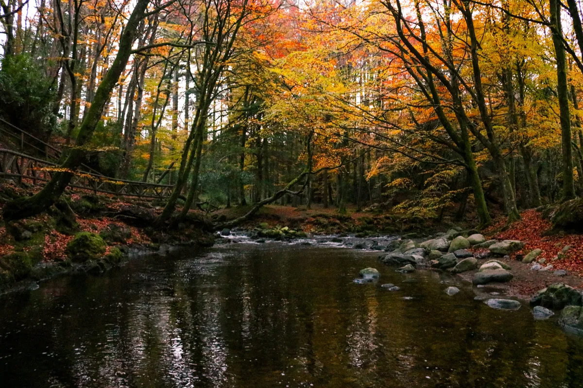 The Shimna River running through autumn woodland in Tollymore Forest Park in the Mourne Mountains, County Down, Northern Ireland.