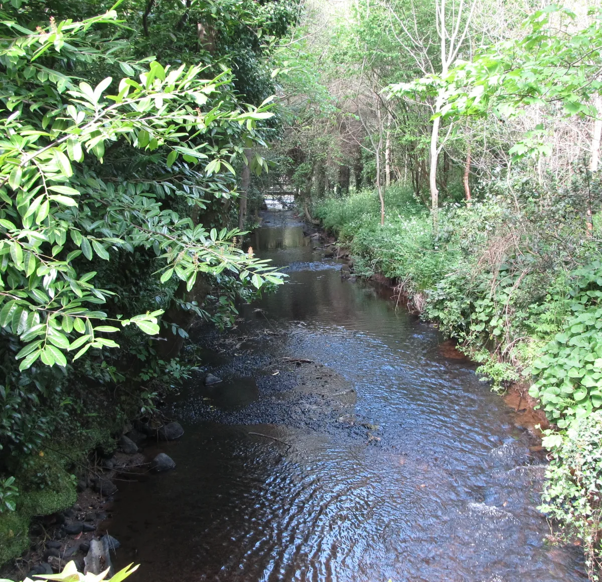 The Ballymascanlan River flowing through wooded grounds in County Louth, Ireland