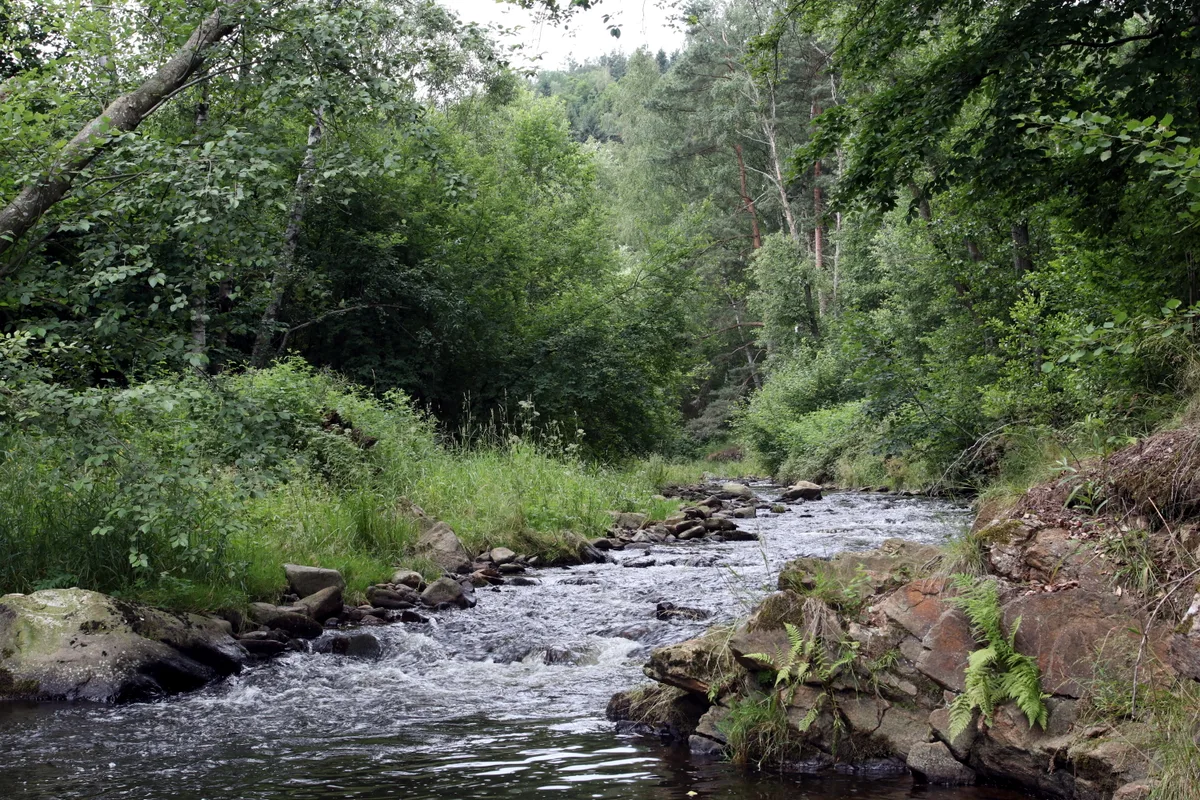 Blanice — Blanice River in nature reserve Na soutoku in summer 2019 (12)