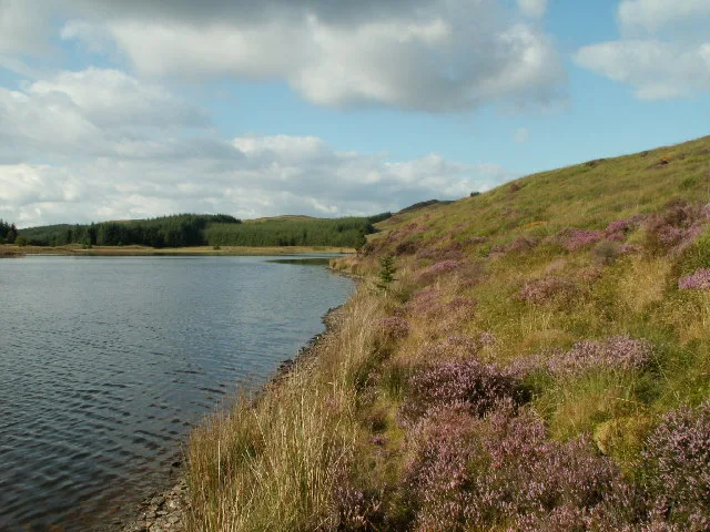 View along the heather-covered eastern shoreline of Llyn Conach, a small upland lake in the Cambrian Mountains, with conifer forestry on the far bank.