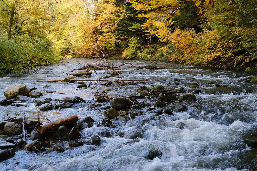 A rushing forest river, the Nom, flowing over rocks and fallen branches through golden autumn trees near Thones, Haute-Savoie, France.