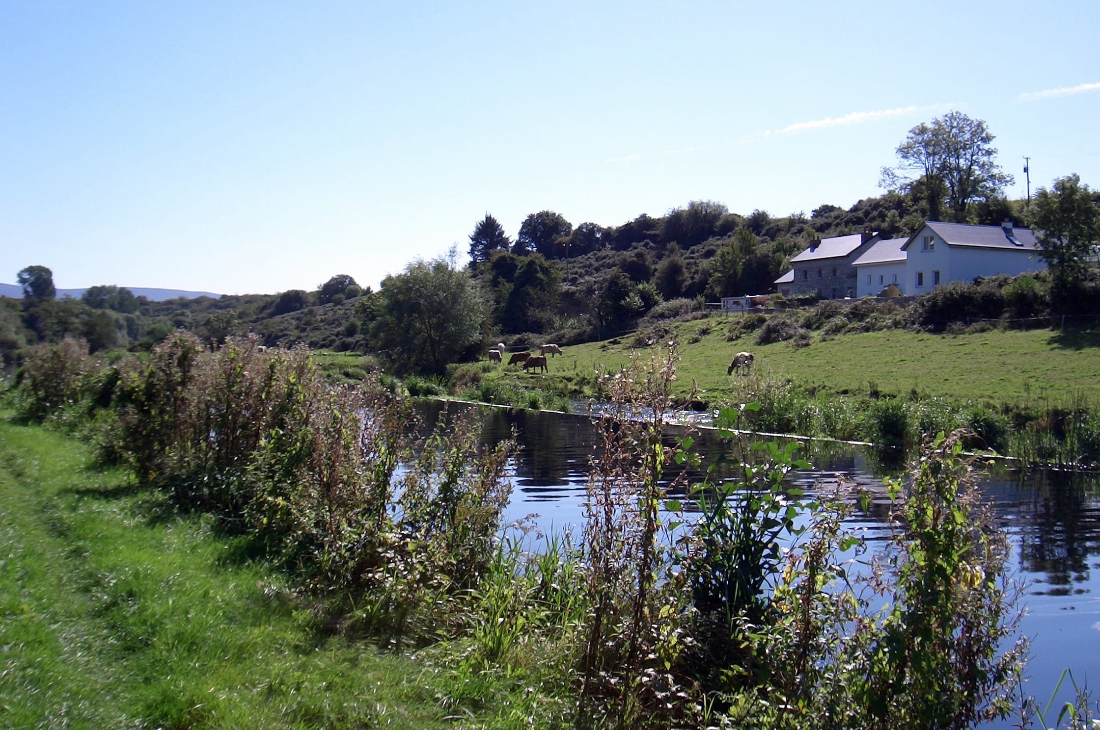 River Barrow navigation channel near Borris, County Carlow, with reedy banks.