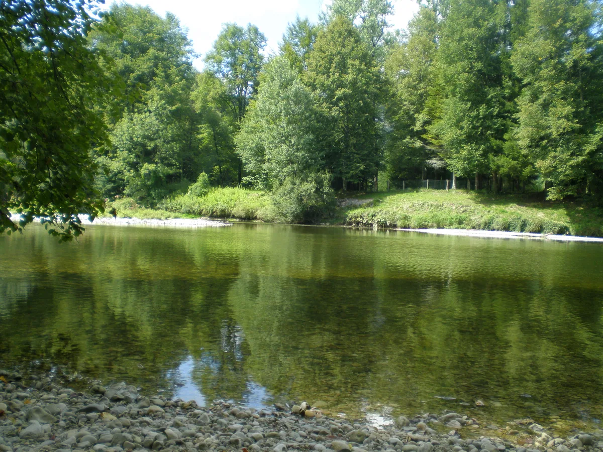 A calm, clear forest river with a gravel bank in the foreground and dense green trees lining both banks
