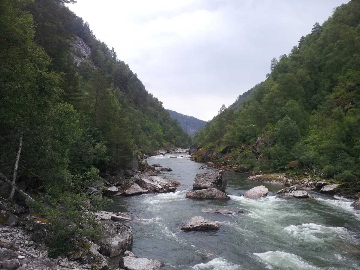 The Driva salmon river running fast over boulders through a forested gorge near Oppdal, Norway.