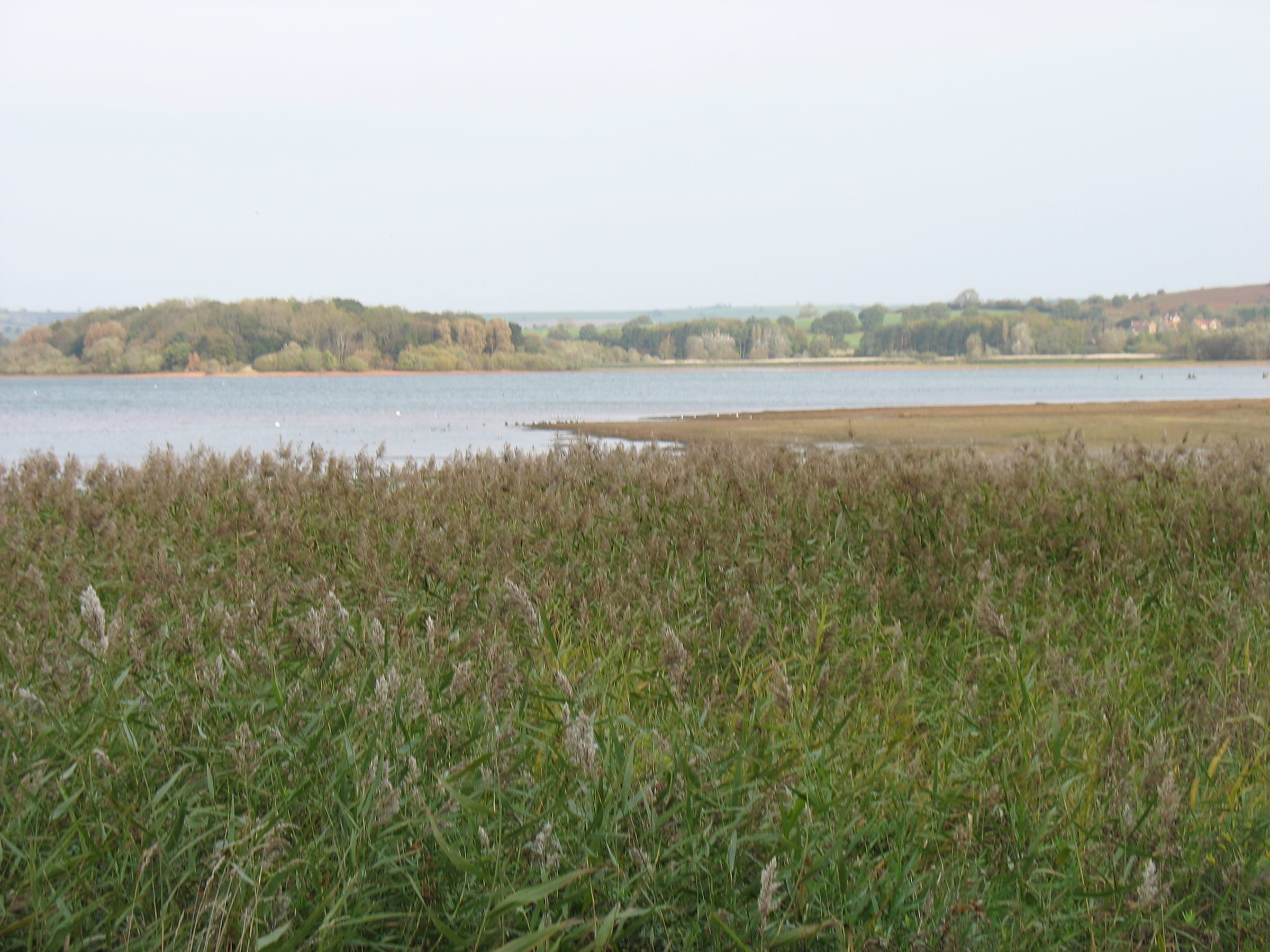 Open water at Wick Green Point on Chew Valley Lake with reedy shoreline and calm surface to the horizon.