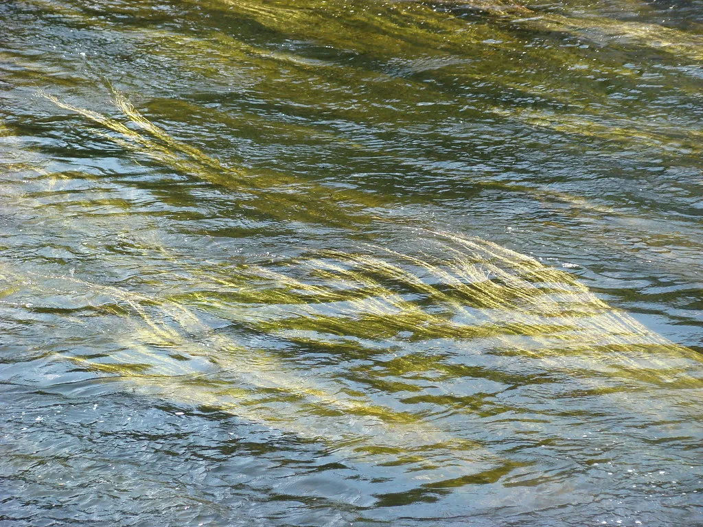 Ulla — Cabellos dorados (Río Ulla)