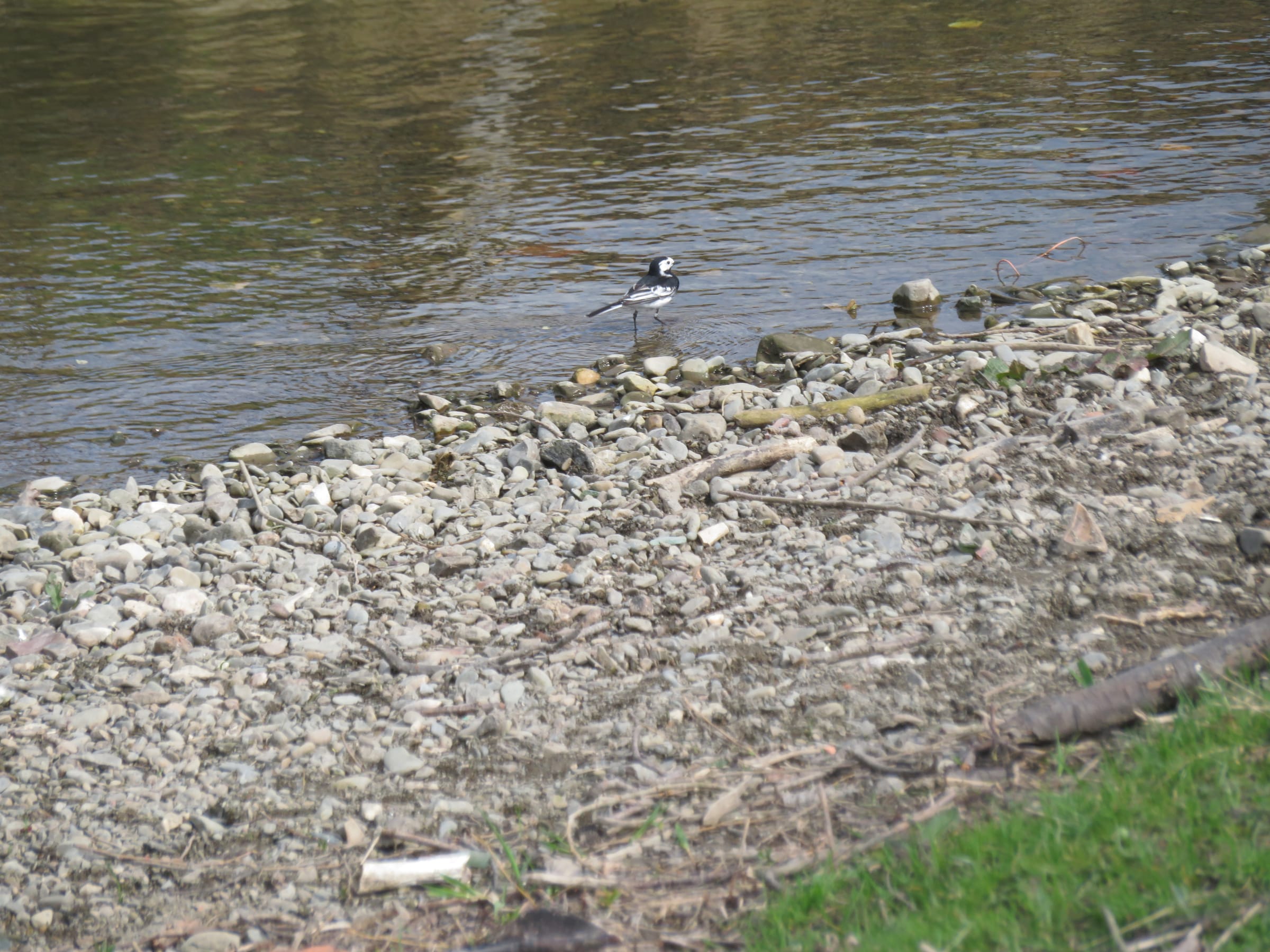 The River Dee flowing out of Llyn Tegid (Bala Lake) through riparian meadow within the SAC.