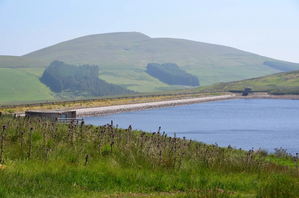 Wide view of West Water Reservoir with the dam wall, grassy hills and Mendick Hill in the background, thistles in the foreground.