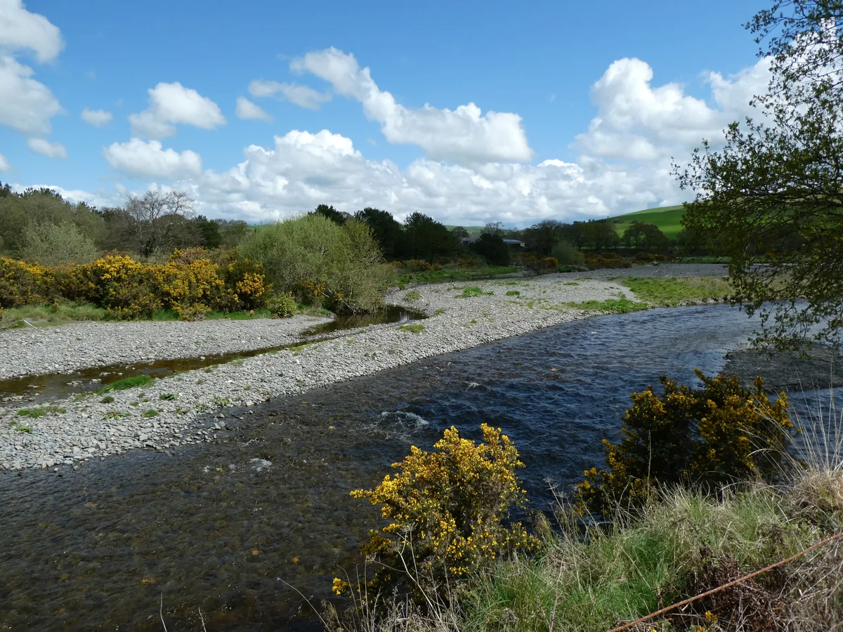 A wide, shallow stretch of the Afon Ystwyth flowing past a gravel bar with yellow-flowering gorse bushes and green hills under a blue sky.