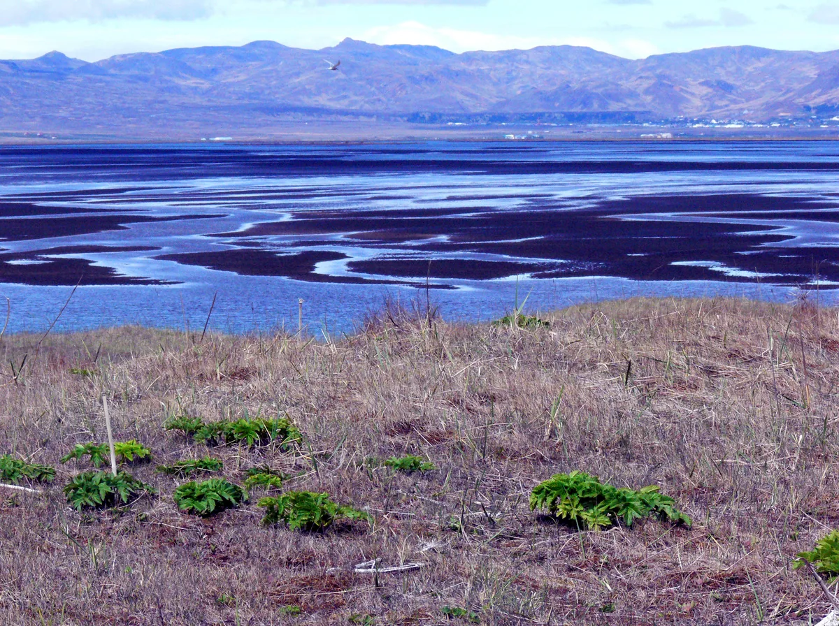 Photo of Ölfusá