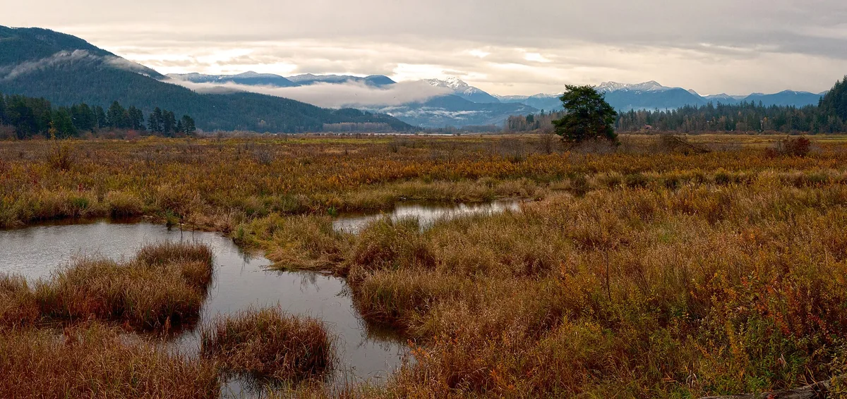Wide wetland landscape of the Chehalis Flats near Harrison Mills, British Columbia, with braided water channels through marsh grass and mist-shrouded mountains in the background