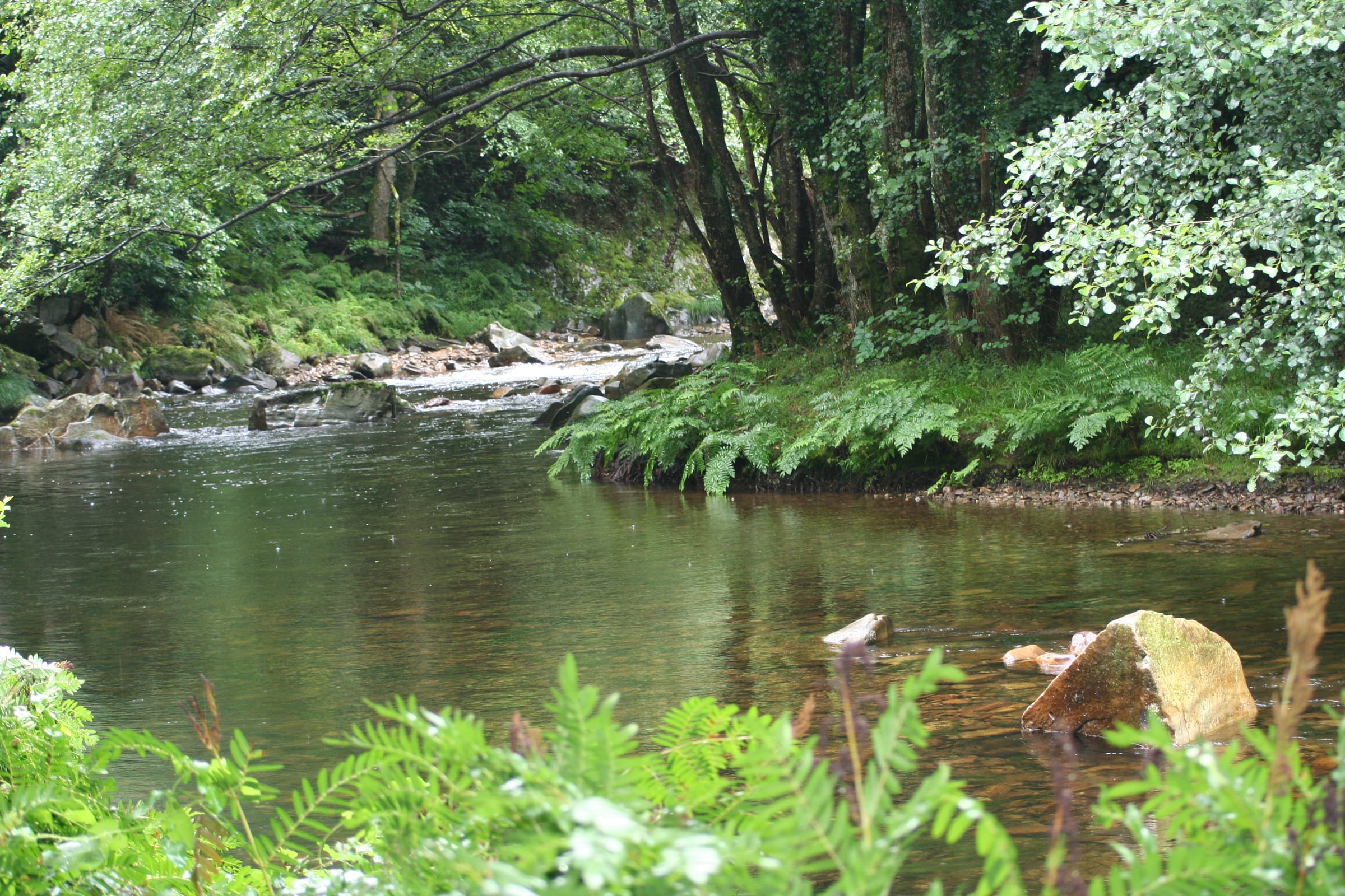 The Río Esva flowing through riparian woodland in the Hoces del Esva gorge, Asturias.