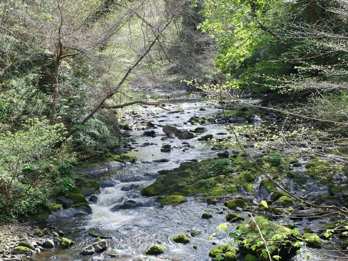 A rocky, moss-covered stretch of the Water of Leith running through dense green woodland at Colinton Dell, Edinburgh.