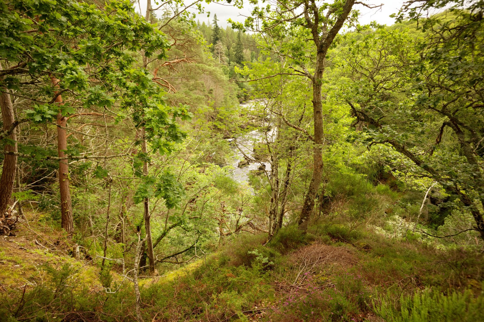 Looking downriver towards the deep Sluie Pool, gorge walls rising on both sides of the River Findhorn.