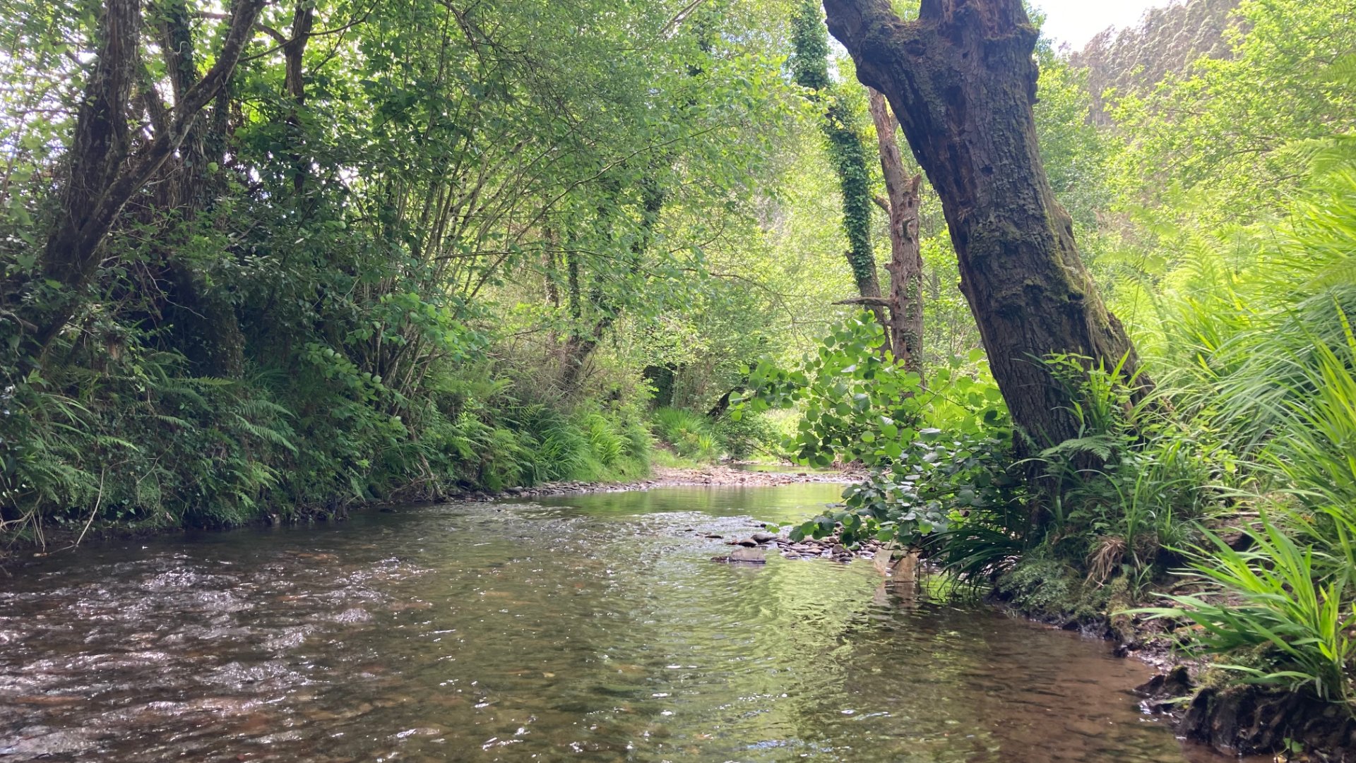 Libardon