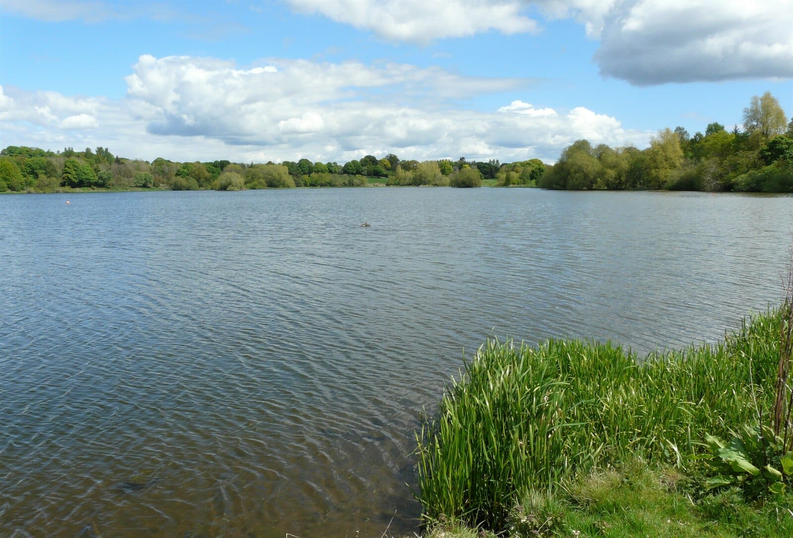 Open expanse of Linlithgow Loch with shoreline vegetation and calm water under a grey Scottish sky.