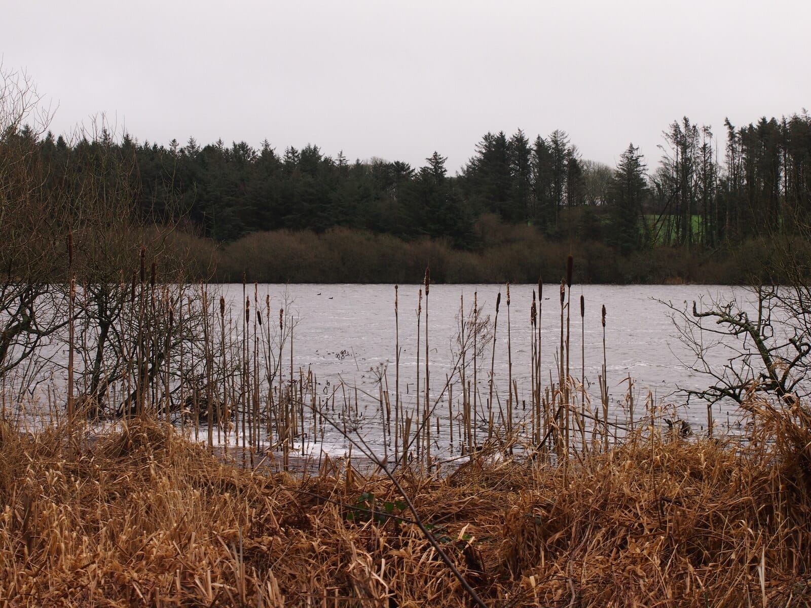 Open water of Cefni Reservoir across the broad flat surface in winter light.