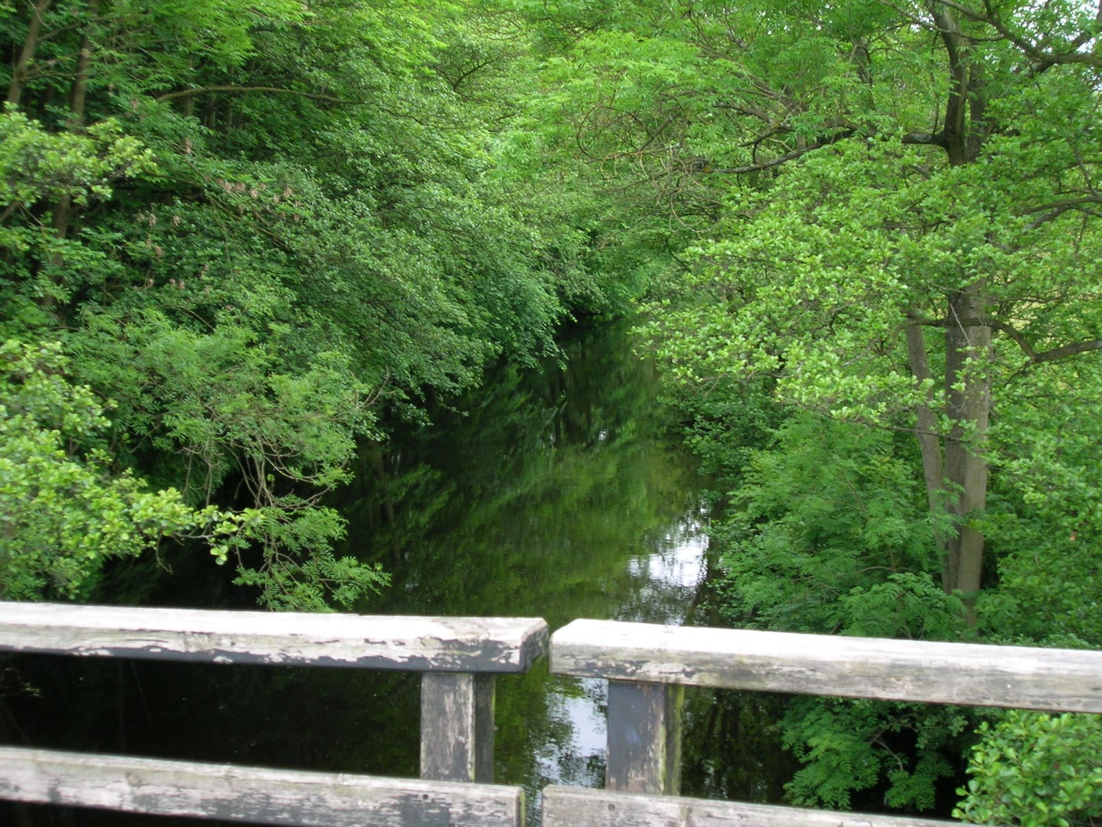 A broad summer view of the River Nidd at Pateley Bridge with green riverside vegetation and gentle riffles.