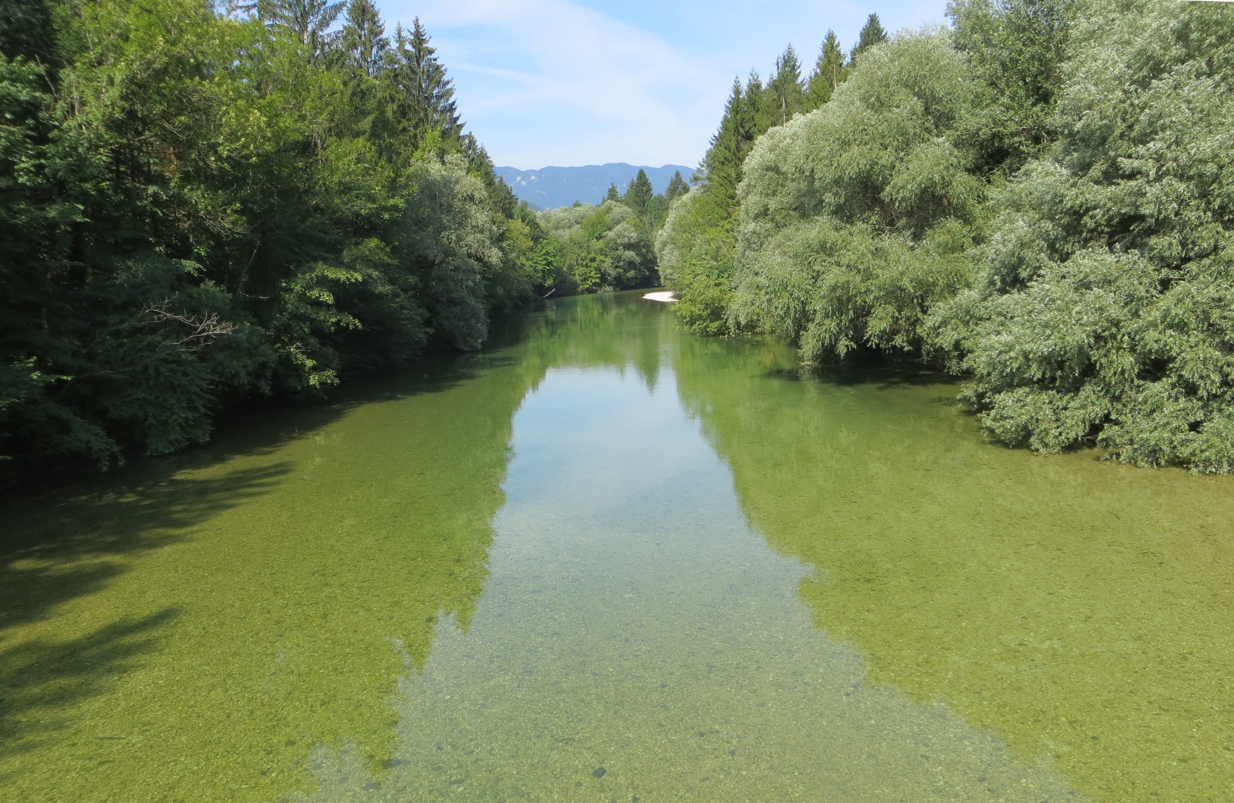 The Sava Bohinjka at Bodešče near Bled, clear-water river between wooded banks.