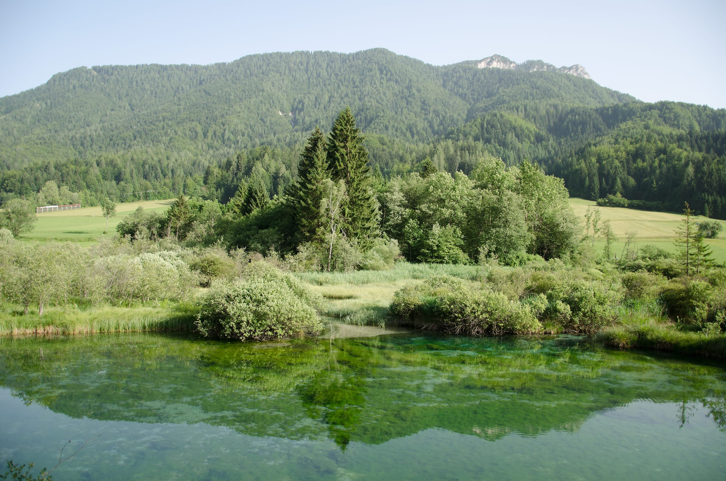The Zelenci spring pool, source of the Sava Dolinka, crystal-clear turquoise water surrounded by reed beds.