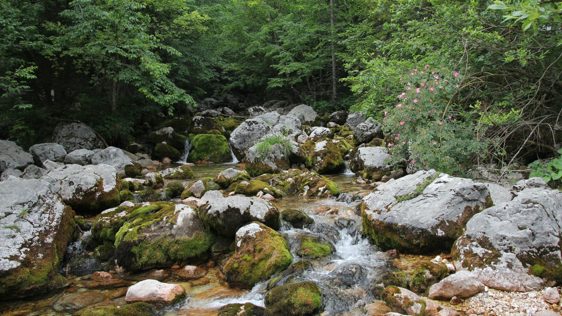 Soča, Slovenia
