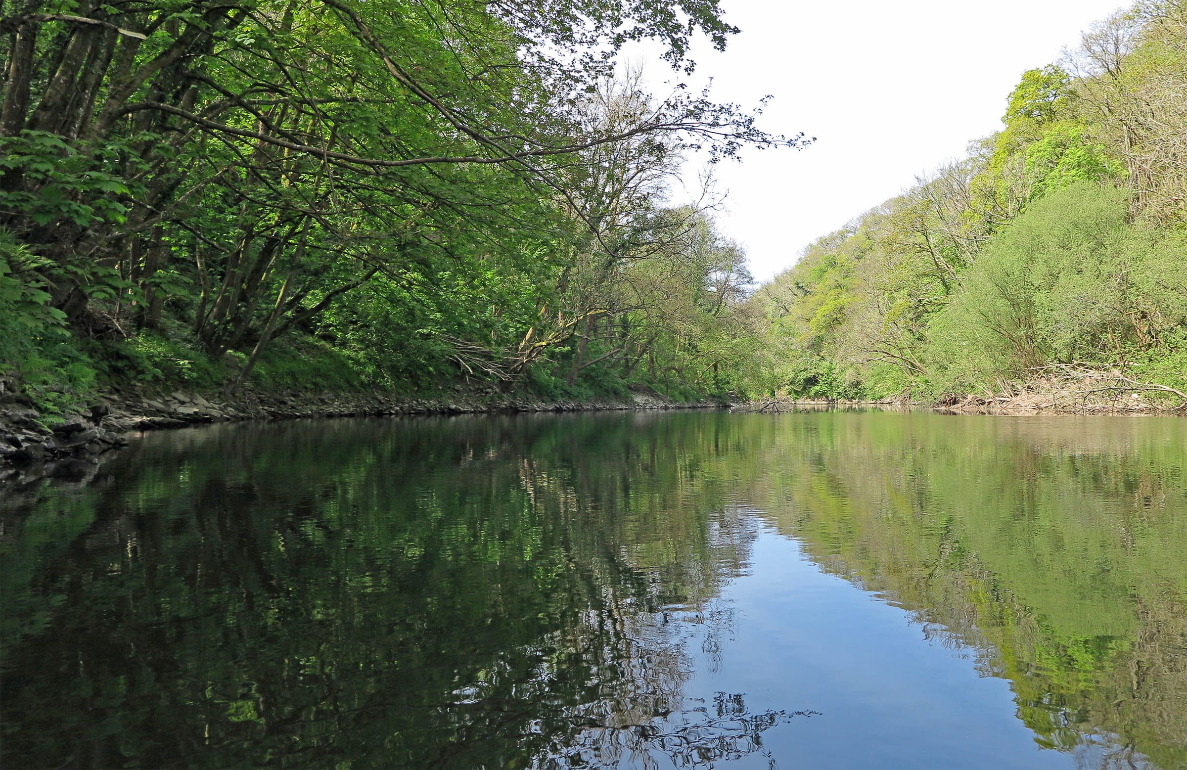 The River Teifi flowing through a wooded gorge below Cilgerran, steep tree-lined banks reflected in dark water.