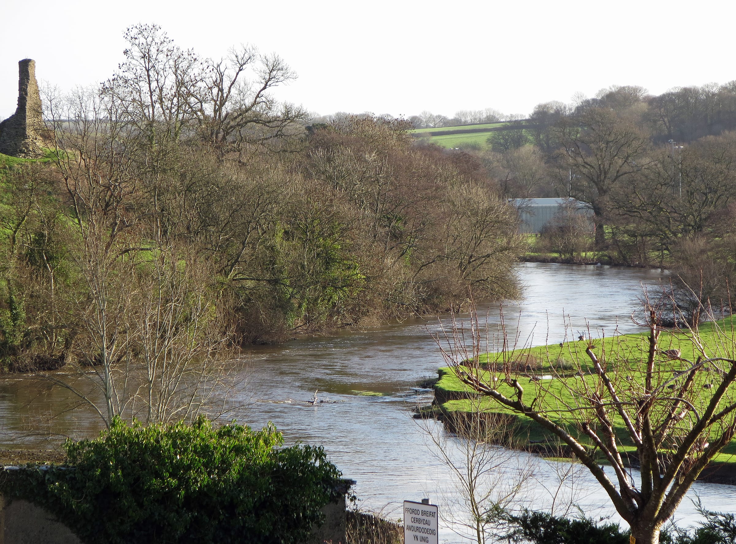 Sweeping meanders of the Teifi near Newcastle Emlyn in winter spate, wide and dark between alder-lined banks.