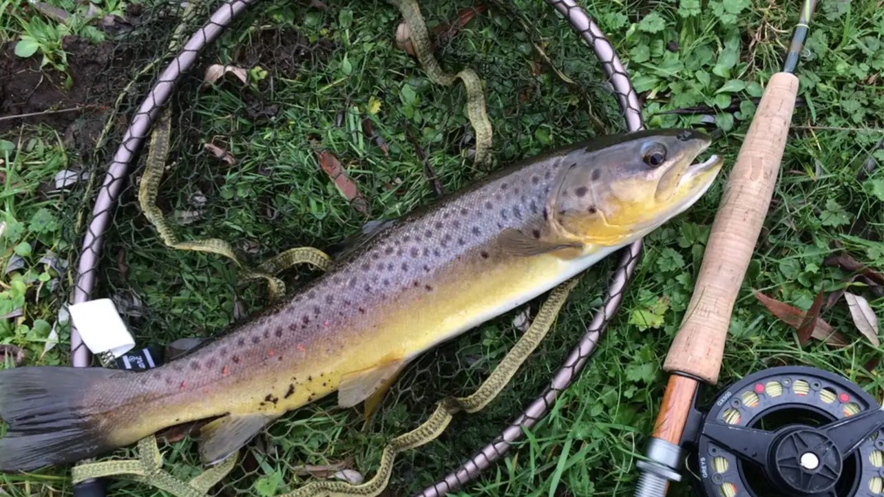 Session at River Test, Hampshire