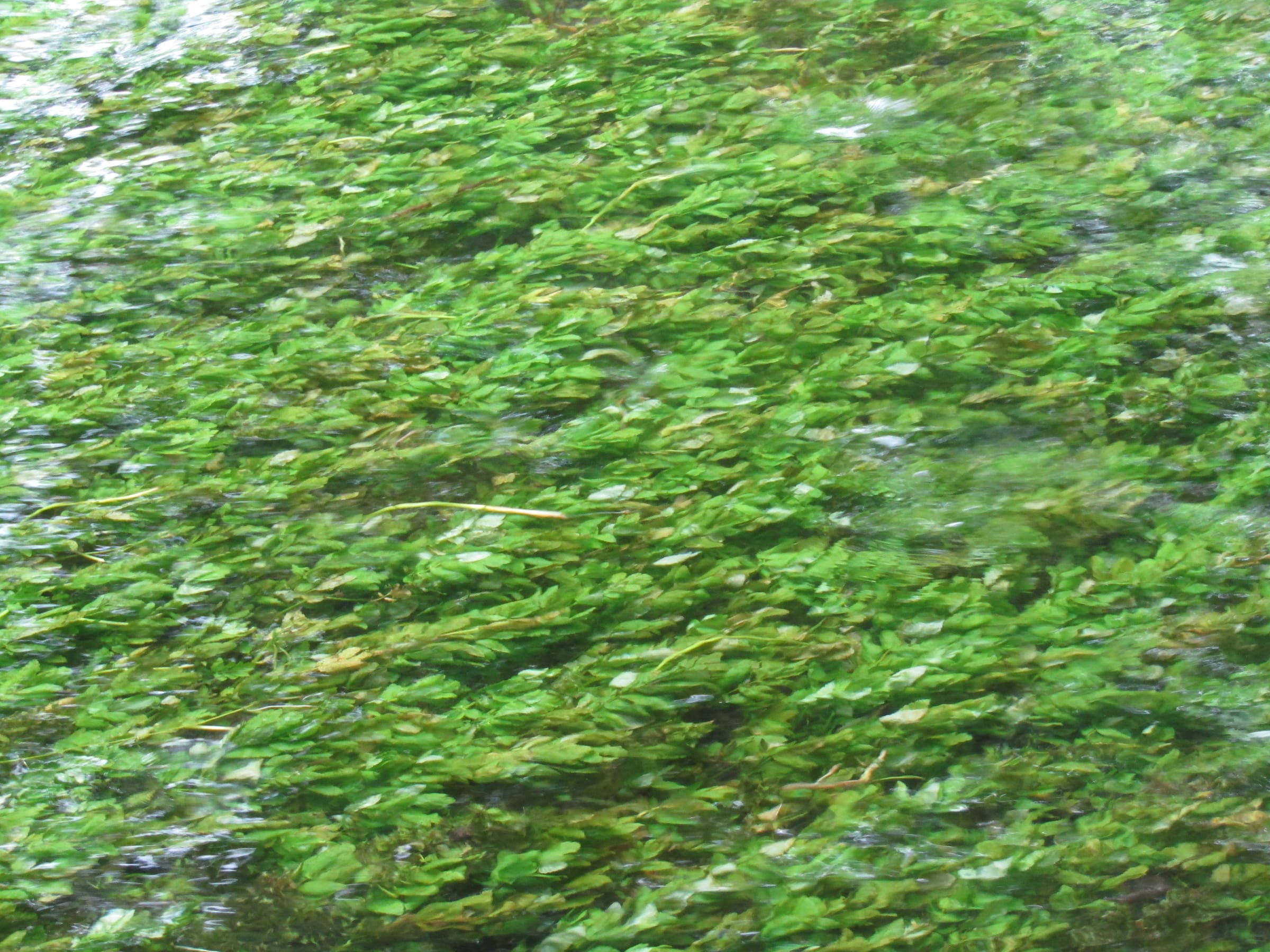 Gin-clear chalk-stream water of the River Test flowing past a fishing hut at Mottisfont, with aquatic weed visible.