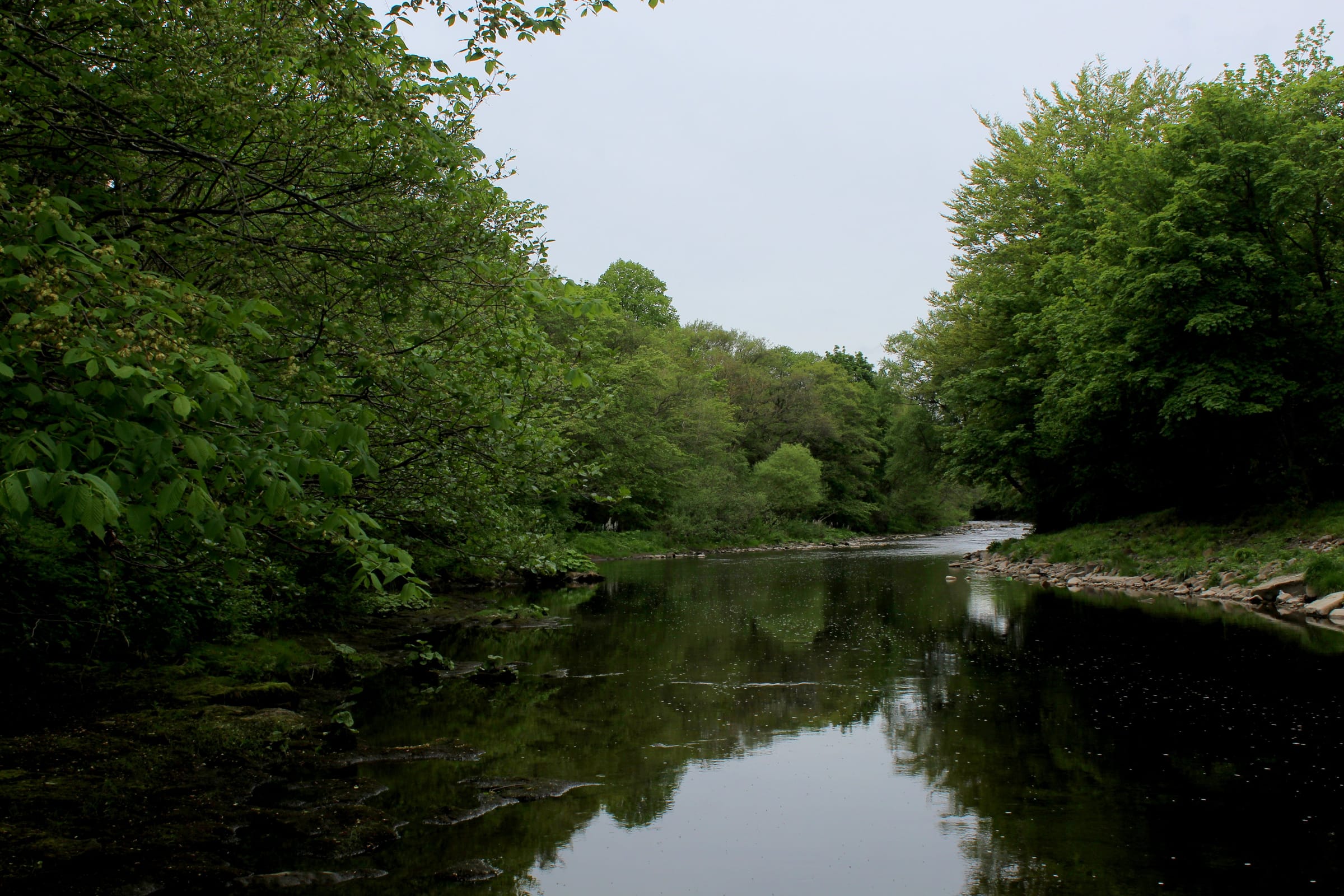 A wide, calm reach of the River Wear downstream from Wolsingham with wooded valley sides.